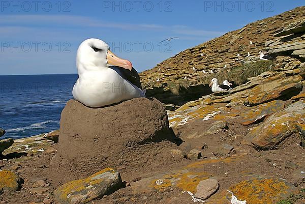 Adult Black-browed Albatross