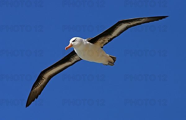 Adult black-browed albatross