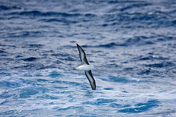 Adult black-browed albatross