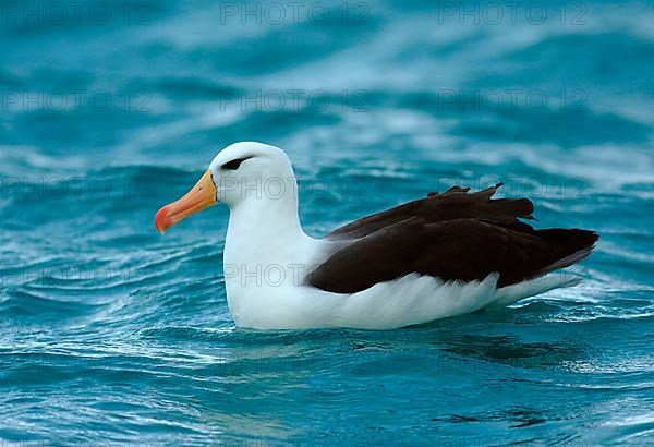 Adult black-browed albatross