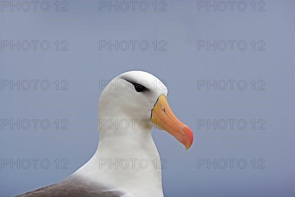 Adult black-browed albatross