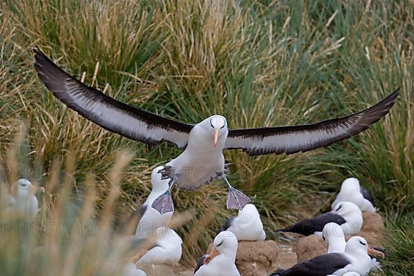 Adult black-browed albatross