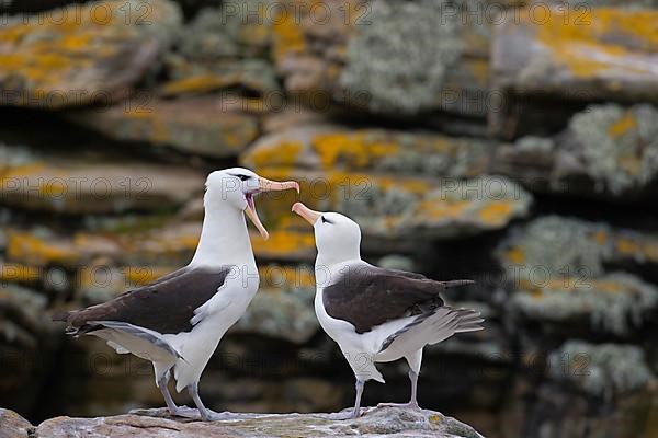 Adult pair of Black-browed Albatrosses