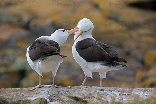 Adult pair of Black-browed Albatrosses