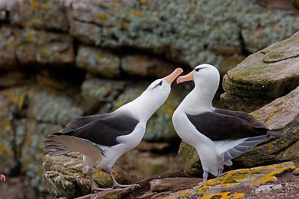 Adult pair of Black-browed Albatrosses