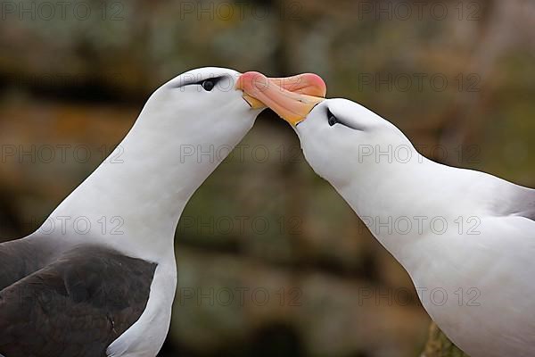 Adult pair of Black-browed Albatrosses