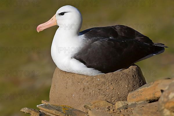 Adult Black-browed Albatross