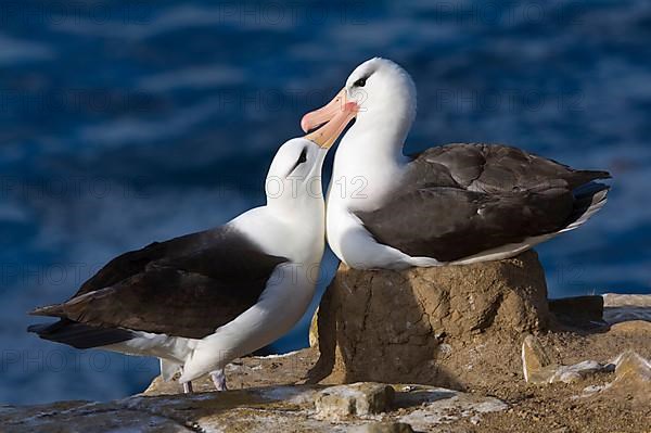 Adult pair of Black-browed Albatrosses