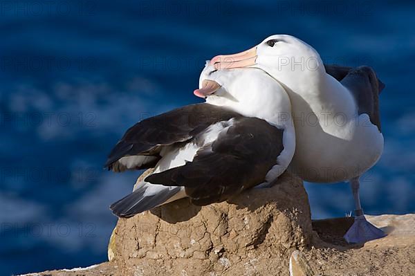 Adult pair of Black-browed Albatrosses