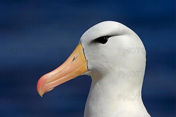 Adult black-browed albatross