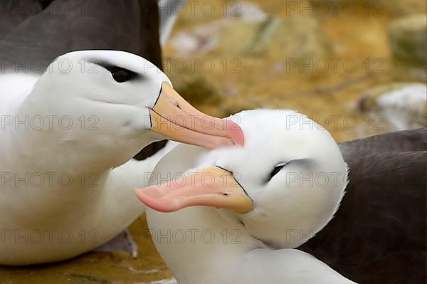 Adult pair of Black-browed Albatrosses