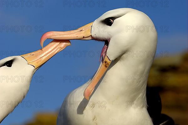 Adult pair of Black-browed Albatrosses