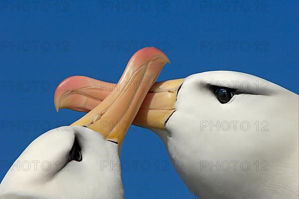 Adult pair of Black-browed Albatrosses