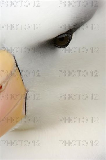 Adult black-browed albatross