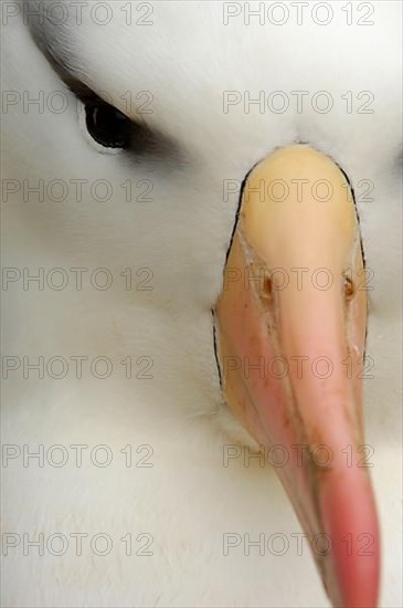 Adult black-browed albatross