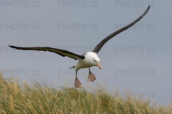 Adult black-browed albatross