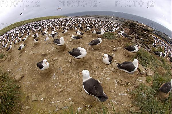 Adult black-browed albatross