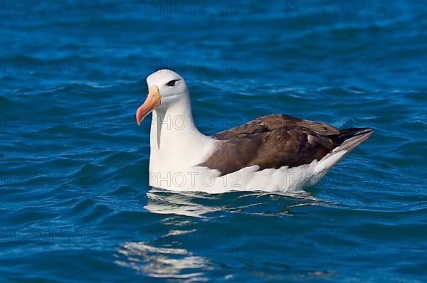 Subantarctic black-browed albatross