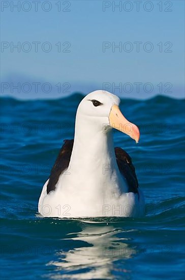 Subantarctic black-browed albatross