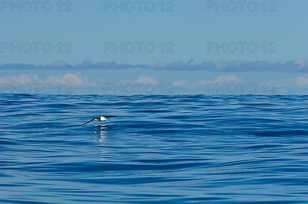 Subantarctic black-browed albatross