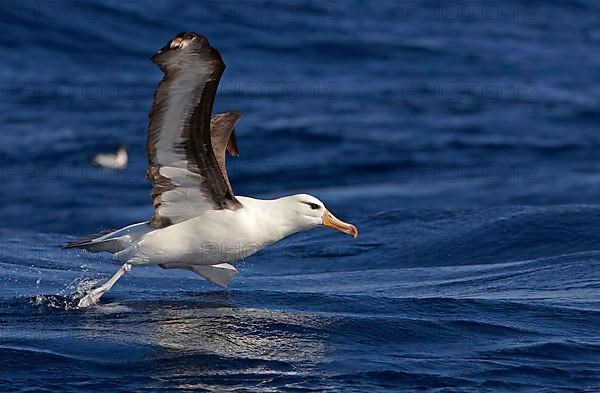 Adult black-browed albatross