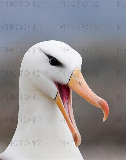 Adult black-browed albatross