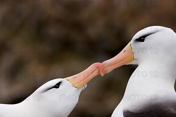 Adult pair of black-browed albatrosses