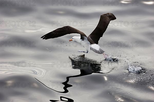 Adult black-browed albatross