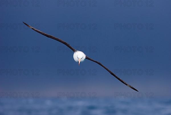 Adult black-browed albatross