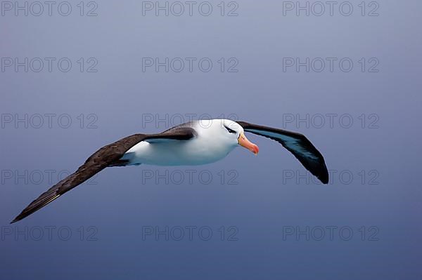 Adult black-browed albatross