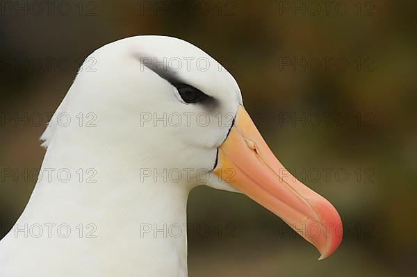 Adult black-browed albatross