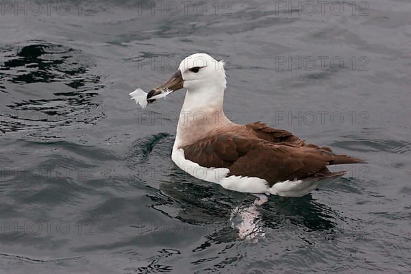 Black-browed Albatross