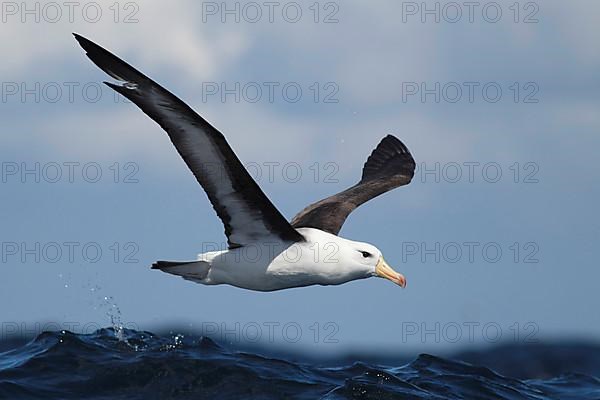 Adult black-browed albatross