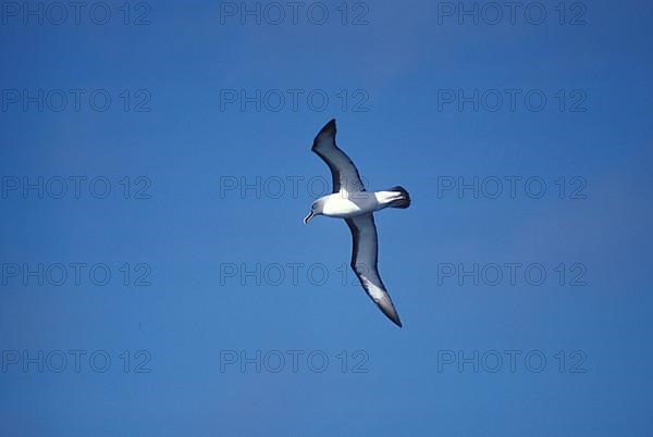 Buller's albatross