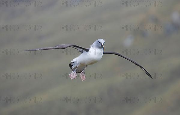 Adult grey-headed albatross