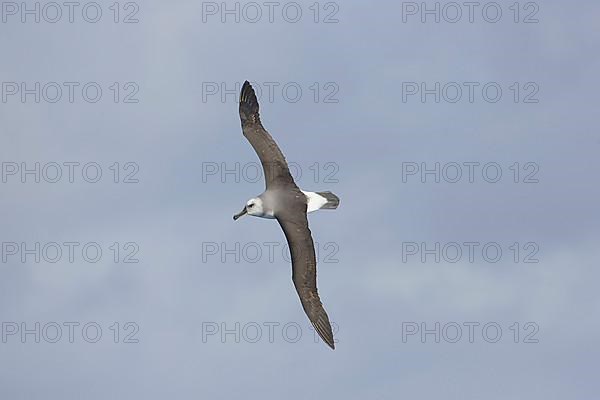 Grey-headed albatross