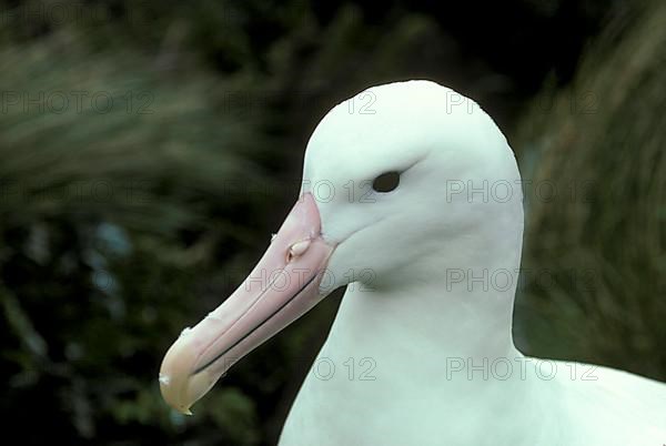 Royal Albatross