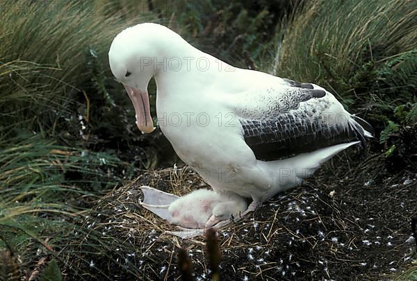 Southern royal albatross