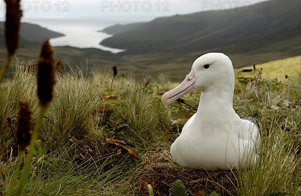 Southern royal albatross