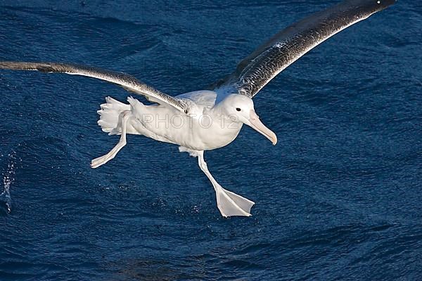 Southern southern royal albatross