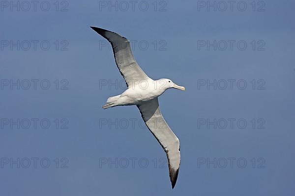 Southern southern royal albatross