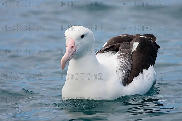 Southern royal albatross