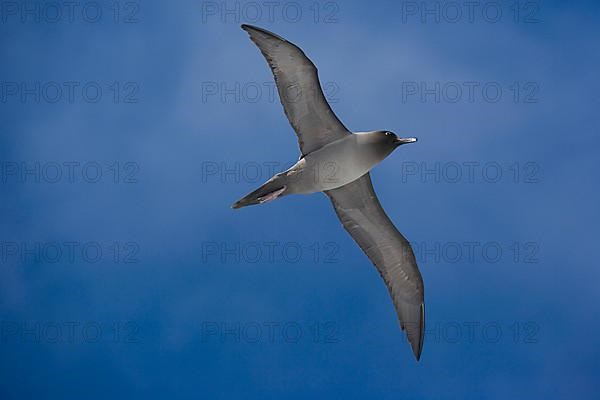 Light-mantled Sooty Albatross