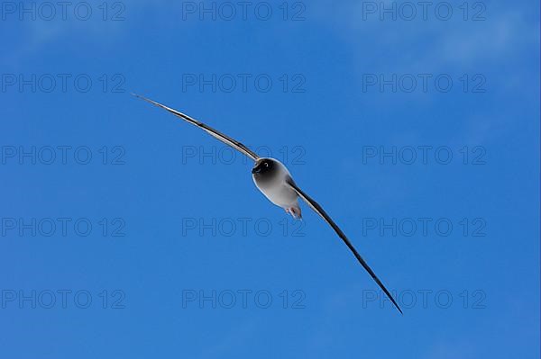 Light-mantled Sooty Albatross