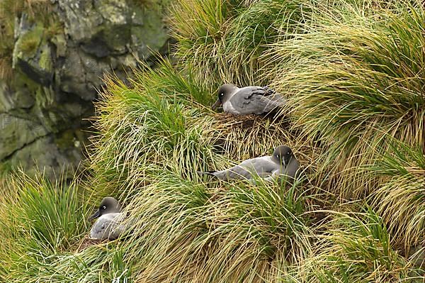 Light-mantled Russian Albatross