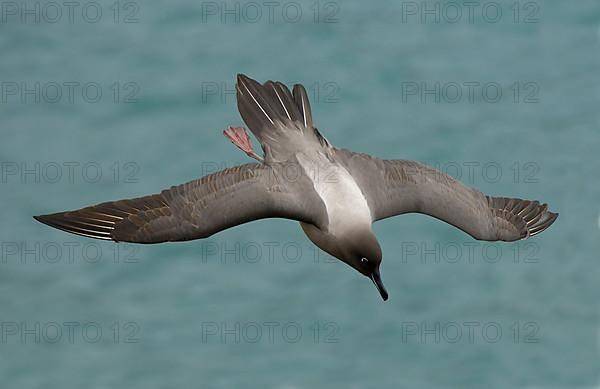 Light-mantled Sooty Albatross