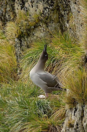 Light-mantled Russian Albatross