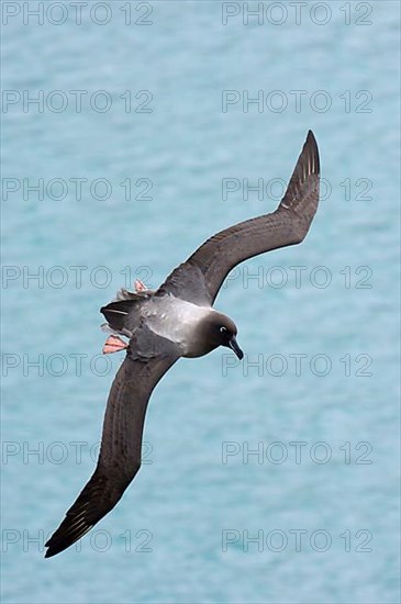 Light-mantled Sooty Albatross