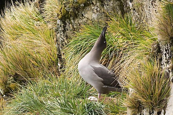 Light-mantled Sooty Albatross