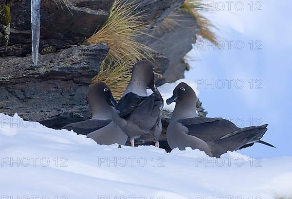 Light-mantled Russian albatross